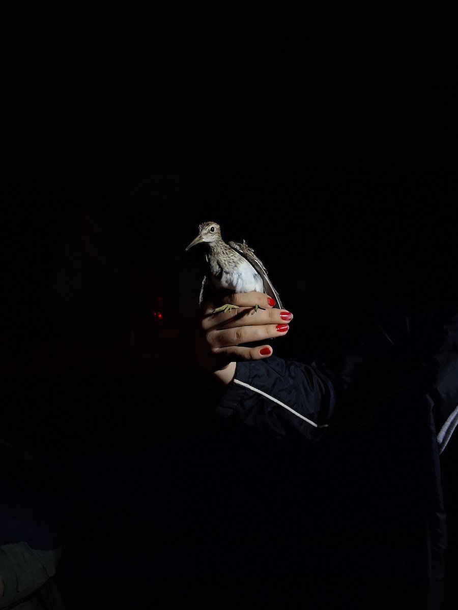 Pectoral Sandpiper - ML642202944