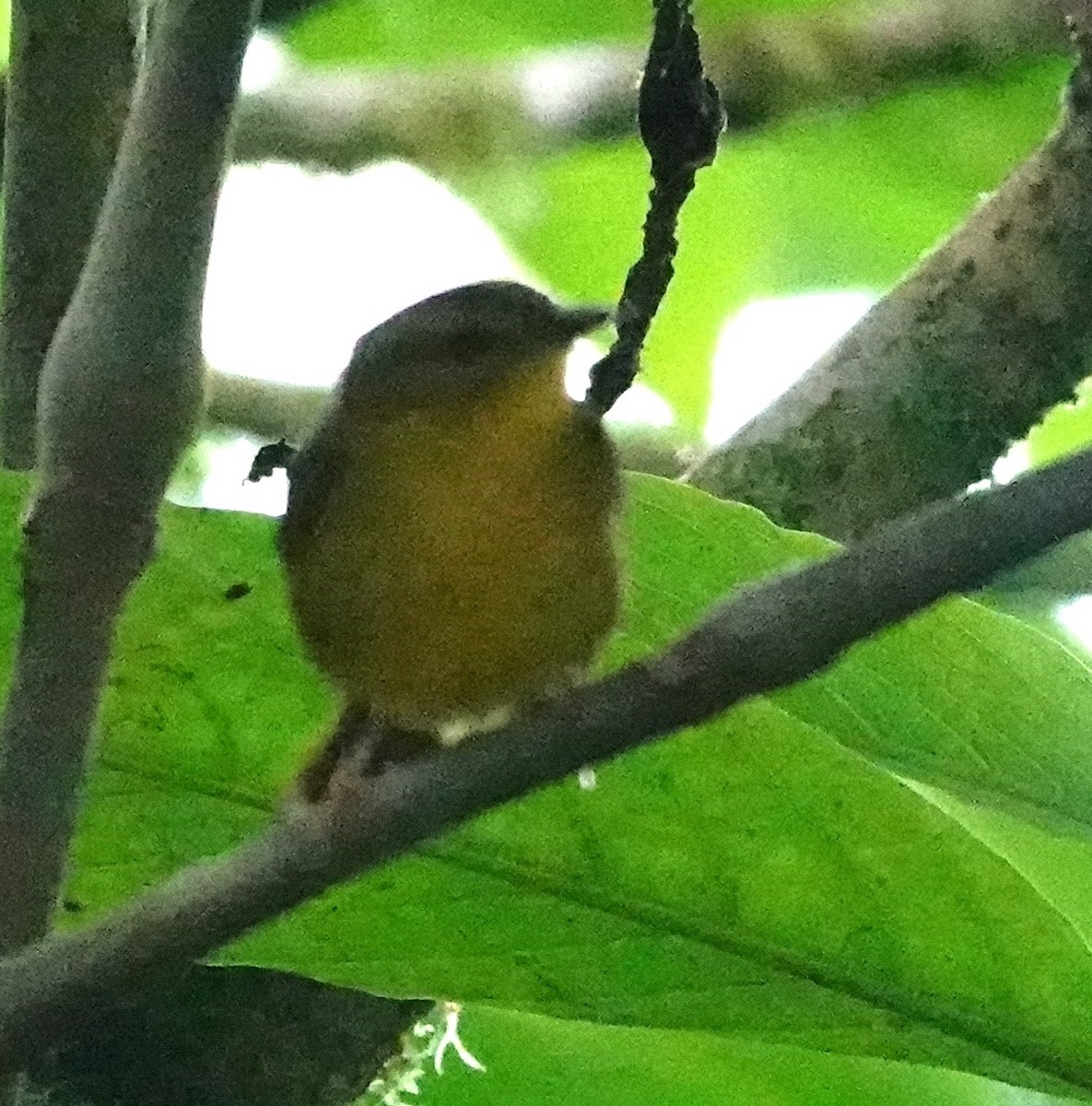 Choco Warbler - ML642202954