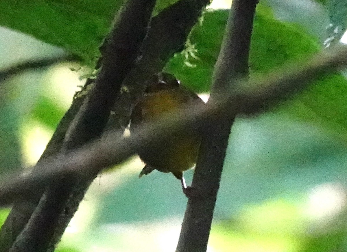 Choco Warbler - ML642202955