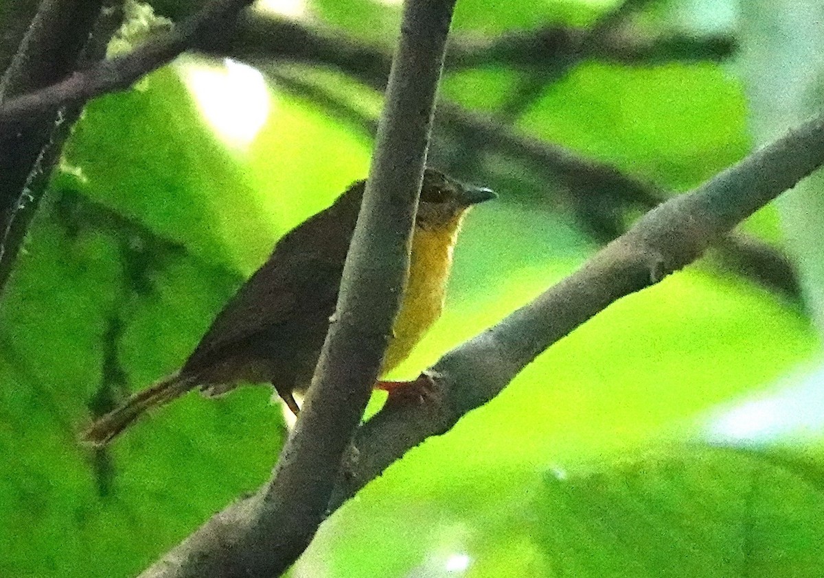 Choco Warbler - ML642202956