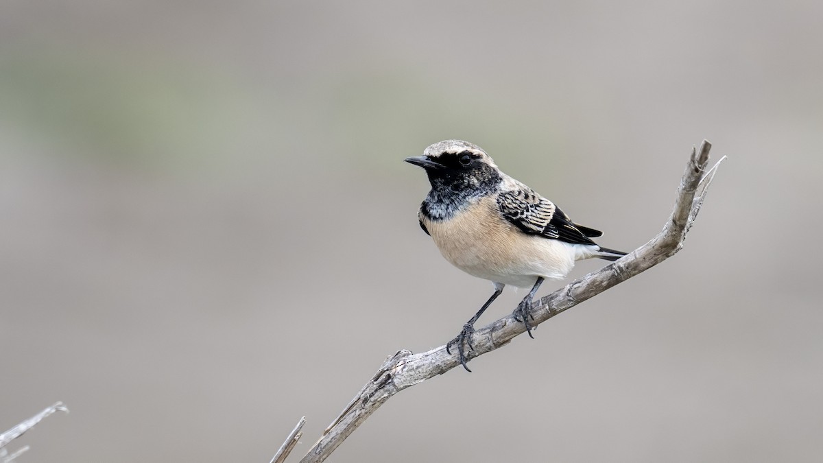 Pied Wheatear - ML642202975