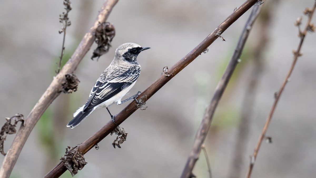 Pied Wheatear - ML642202976