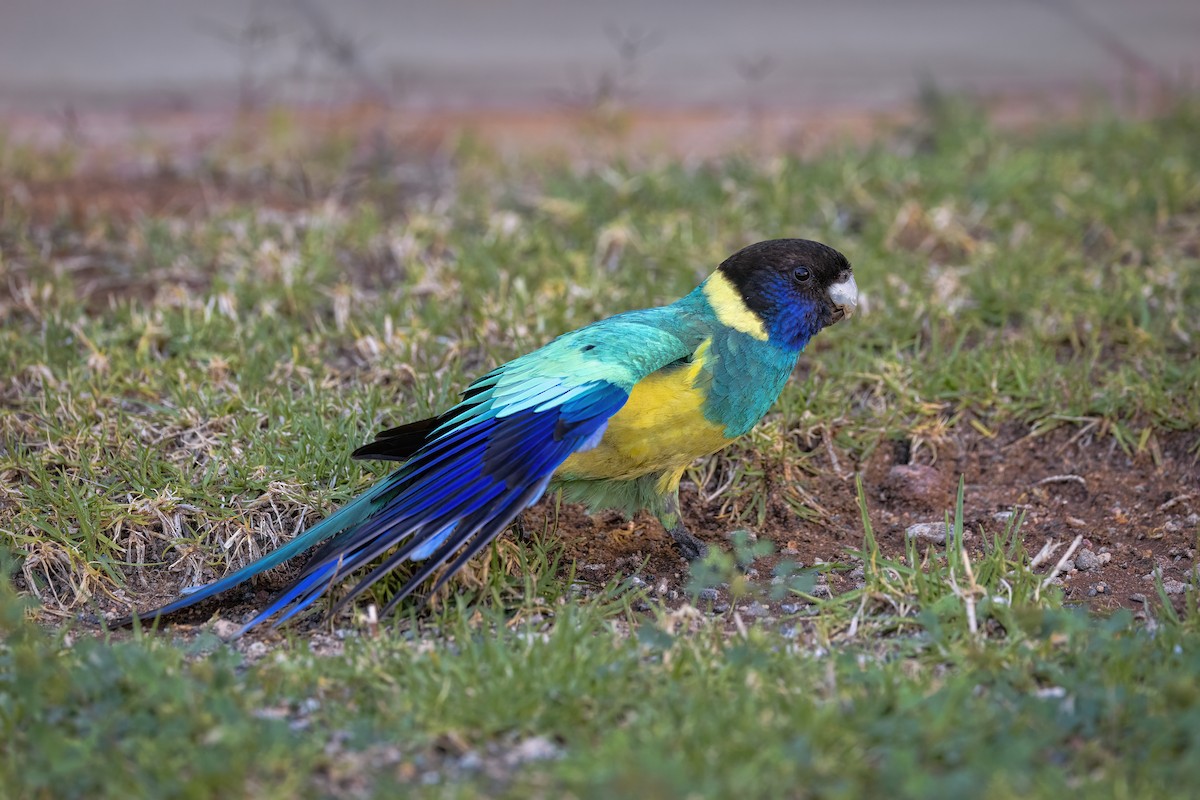 Australian Ringneck (Port Lincoln) - ML642202984