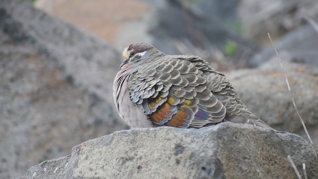 Common Bronzewing - ML642202998