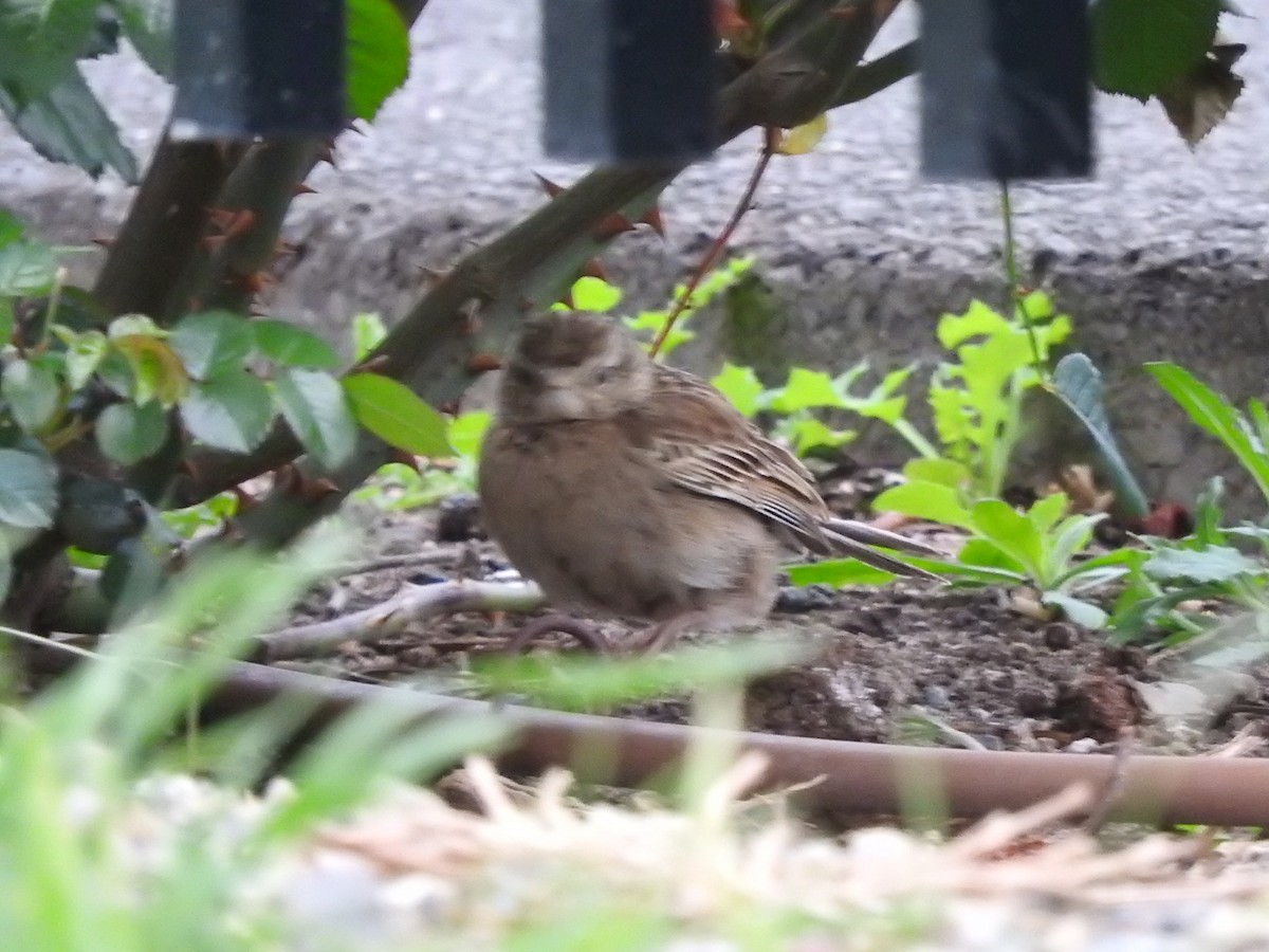 Brown Songlark - ML642202999