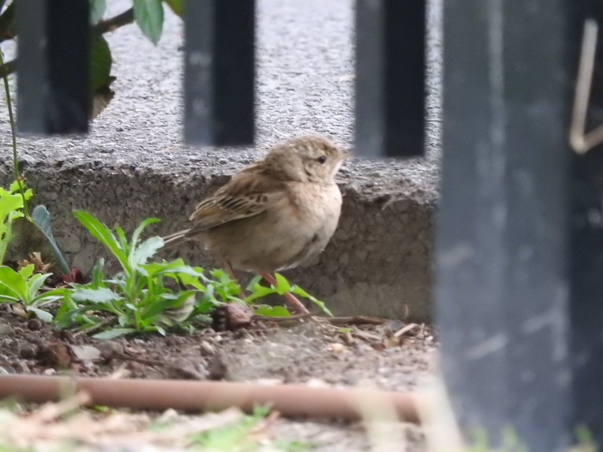 Brown Songlark - ML642203000