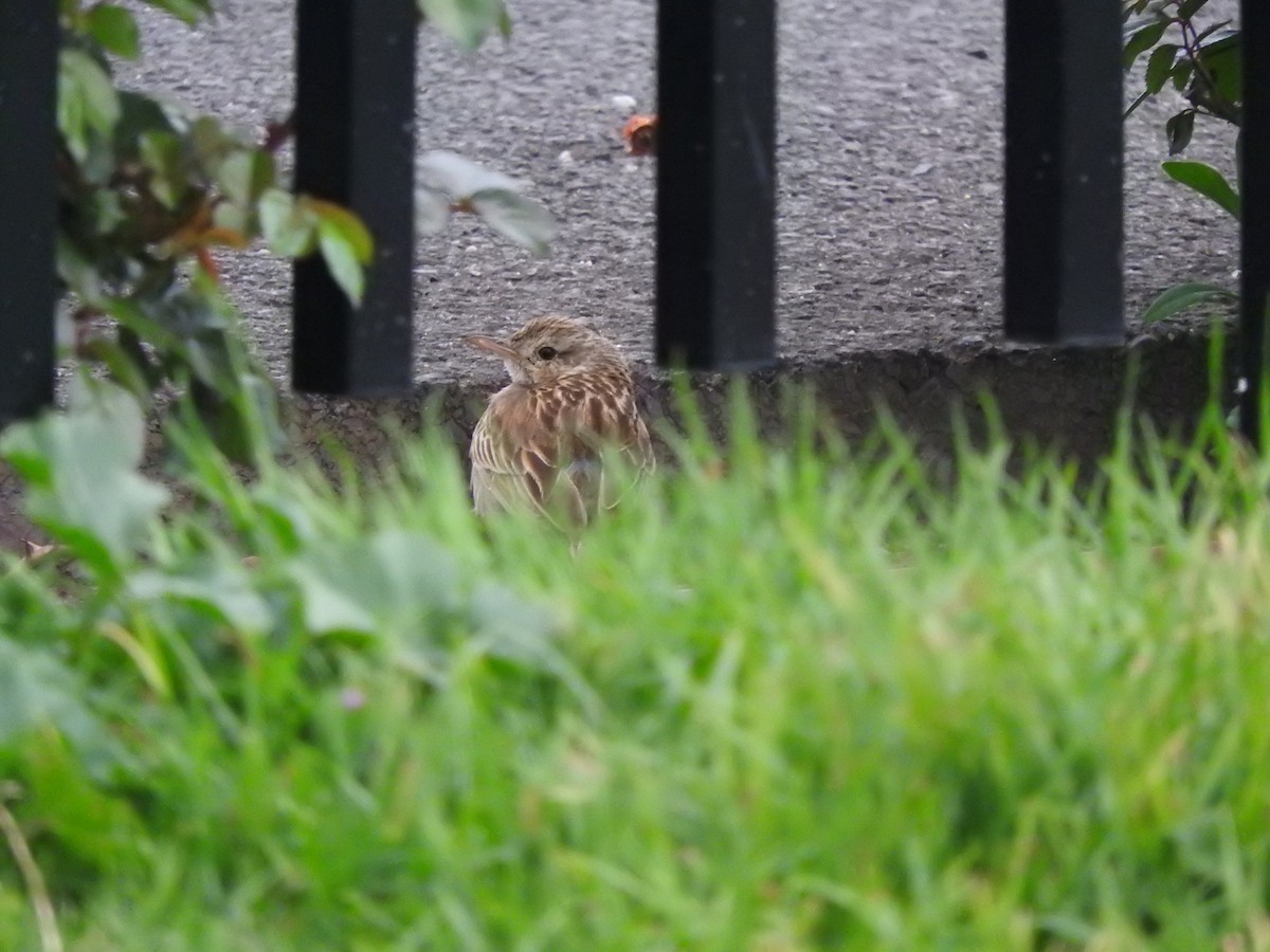 Brown Songlark - ML642203002