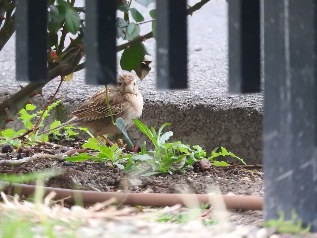 Brown Songlark - ML642203003