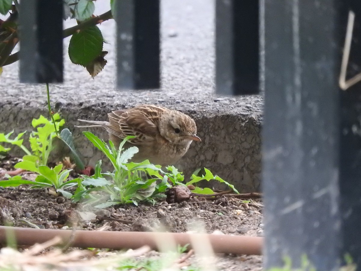 Brown Songlark - ML642203004