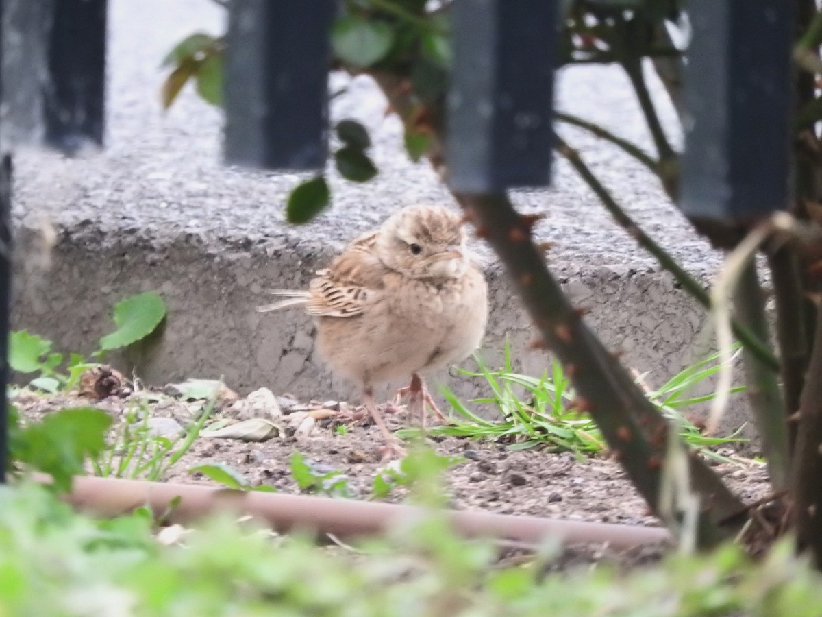 Brown Songlark - ML642203005