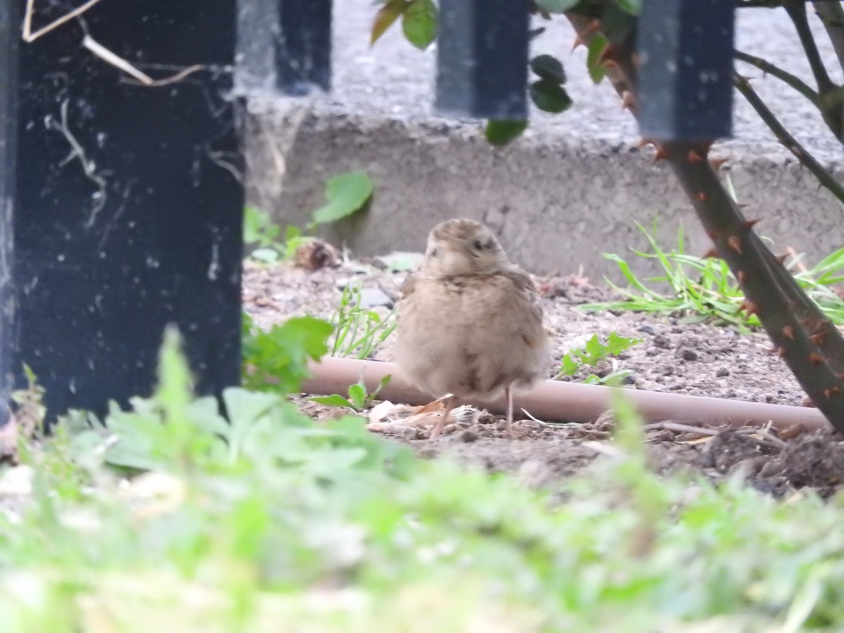 Brown Songlark - ML642203006