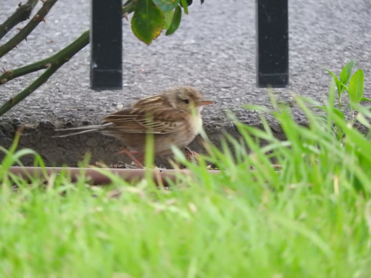 Brown Songlark - ML642203007