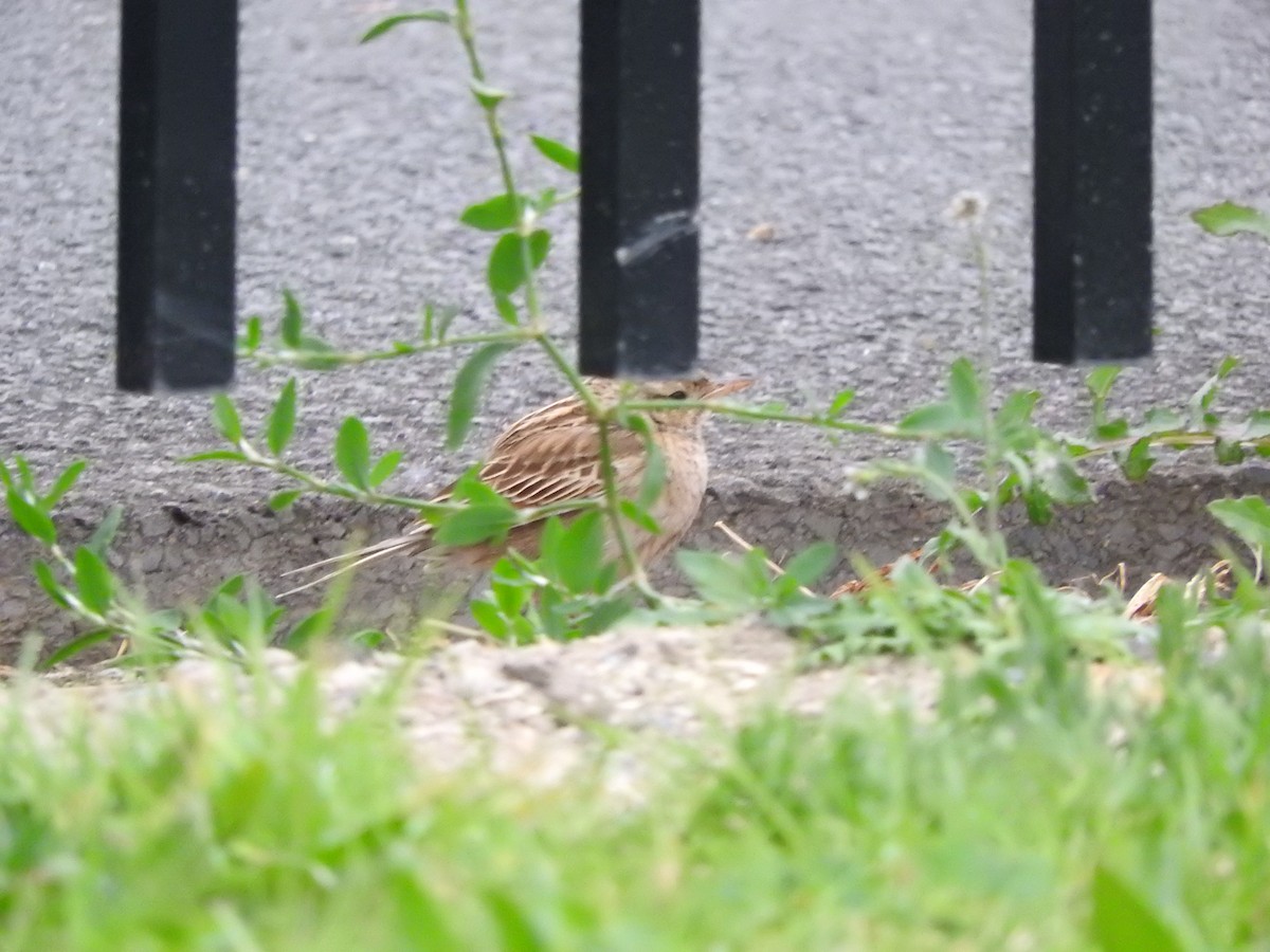 Brown Songlark - ML642203010