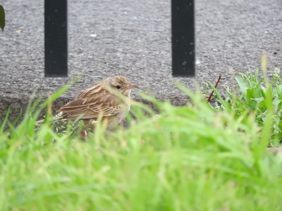 Brown Songlark - ML642203011