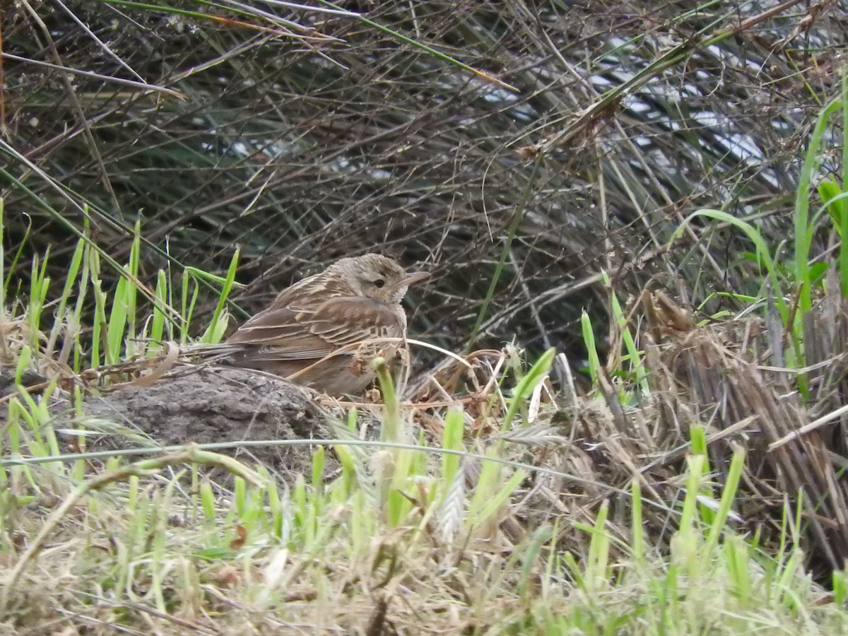 Brown Songlark - ML642203012