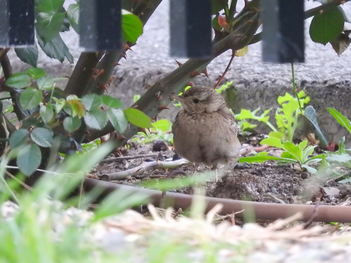 Brown Songlark - ML642203013