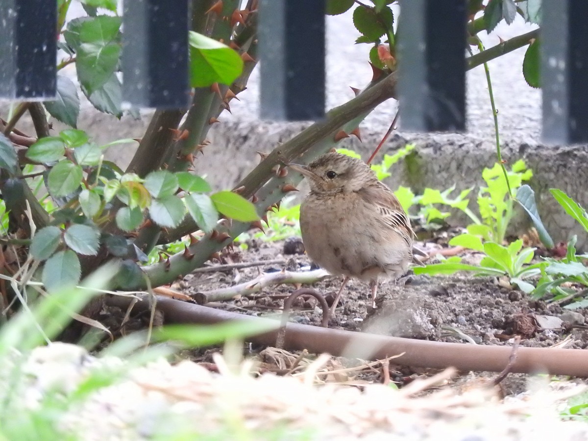 Brown Songlark - ML642203014
