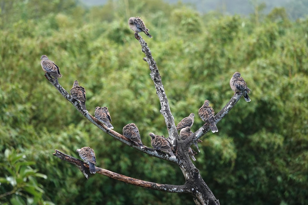 金背鳩 - ML642203020