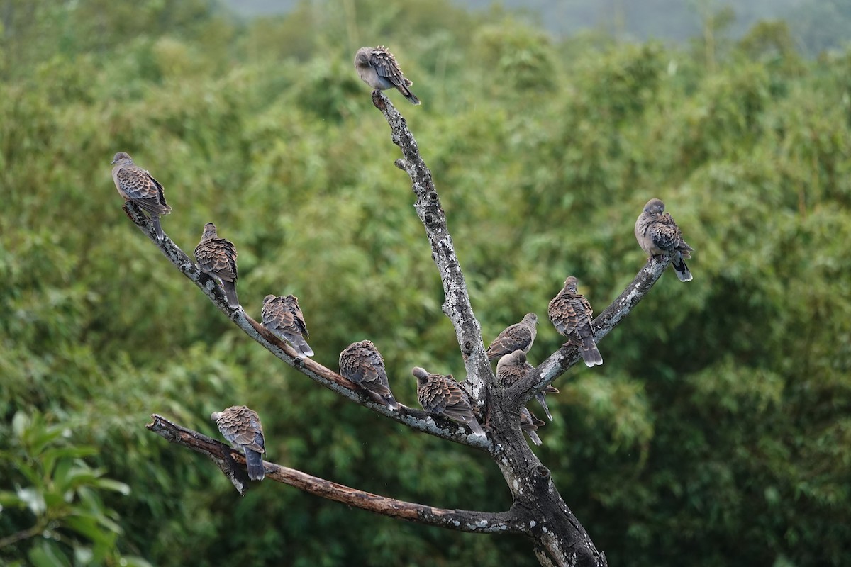 金背鳩 - ML642203022