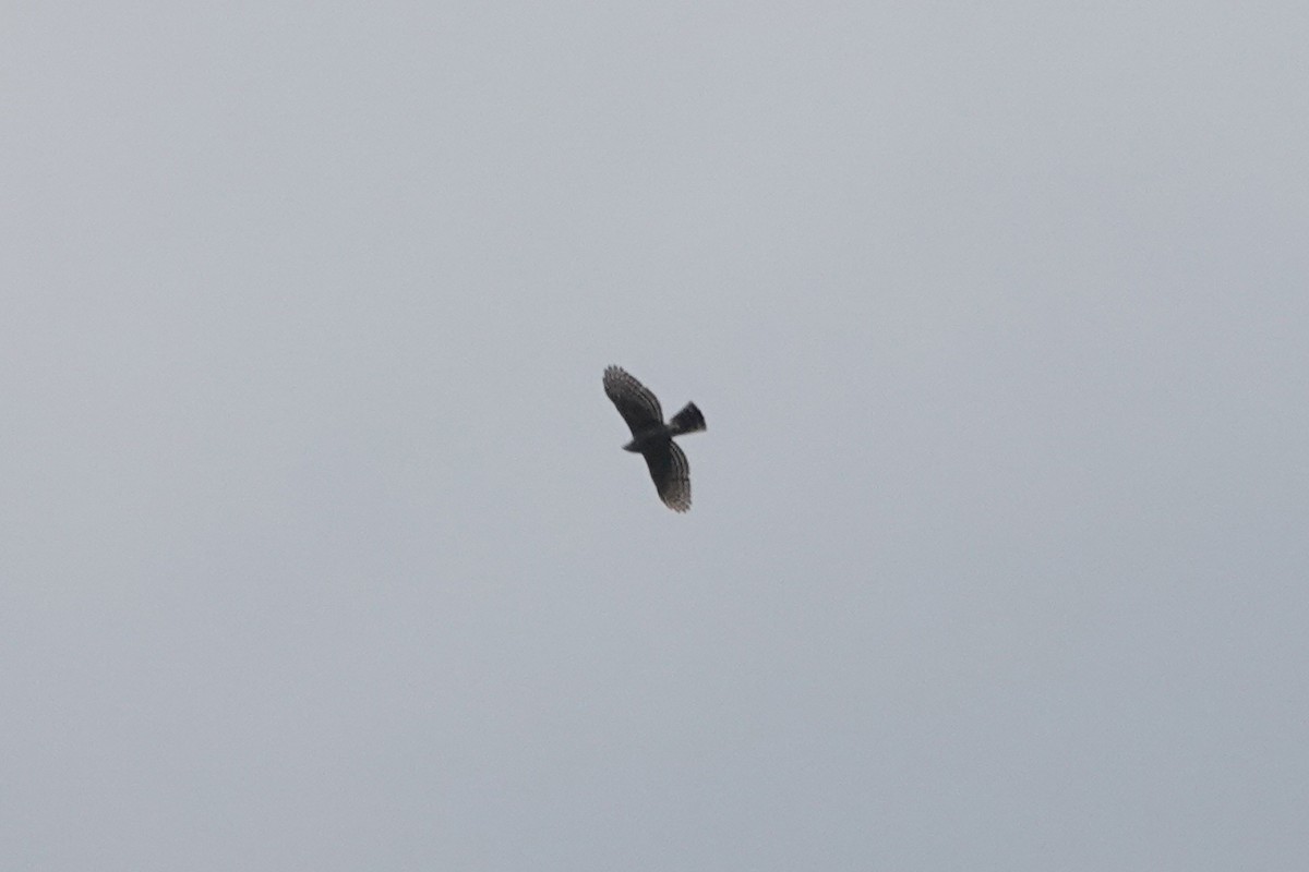 鳳頭蒼鷹 - ML642203030