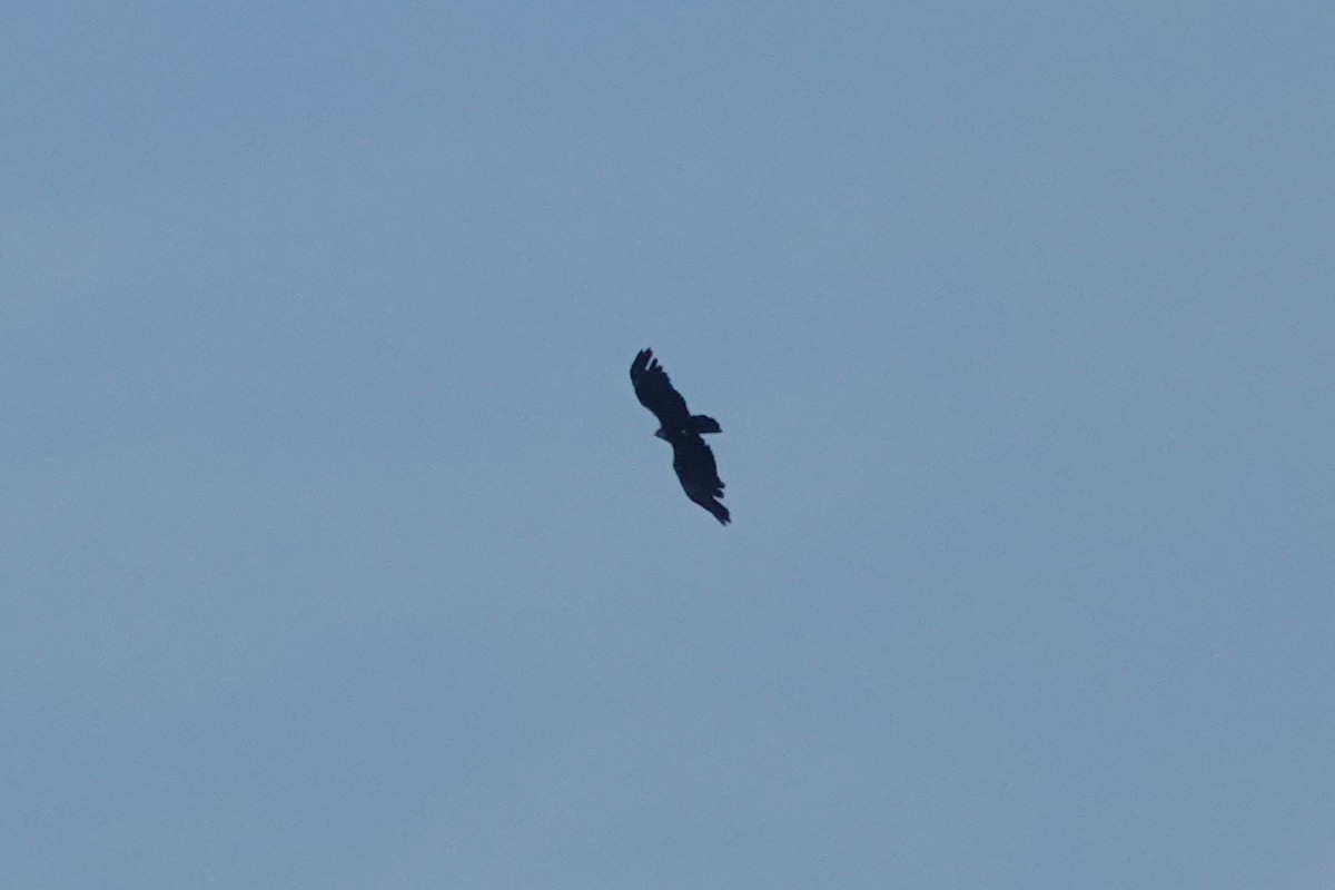 林鵰 - ML642203031