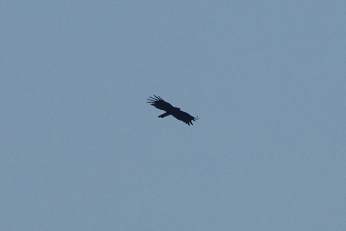 林鵰 - ML642203033