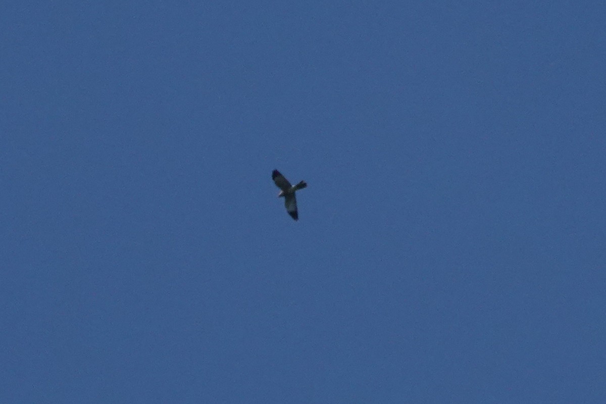 赤腹鷹 - ML642203038