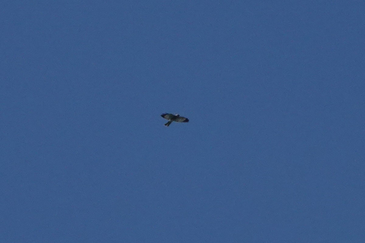 赤腹鷹 - ML642203039
