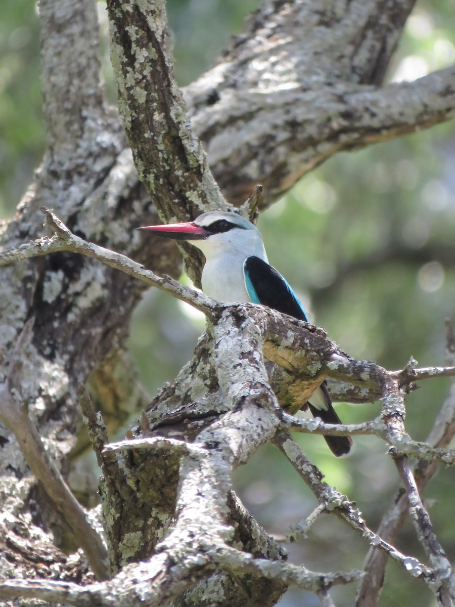 Woodland Kingfisher - ML642203040