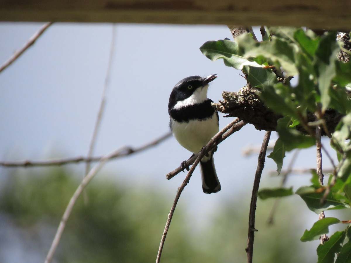 Chinspot Batis - ML642203042