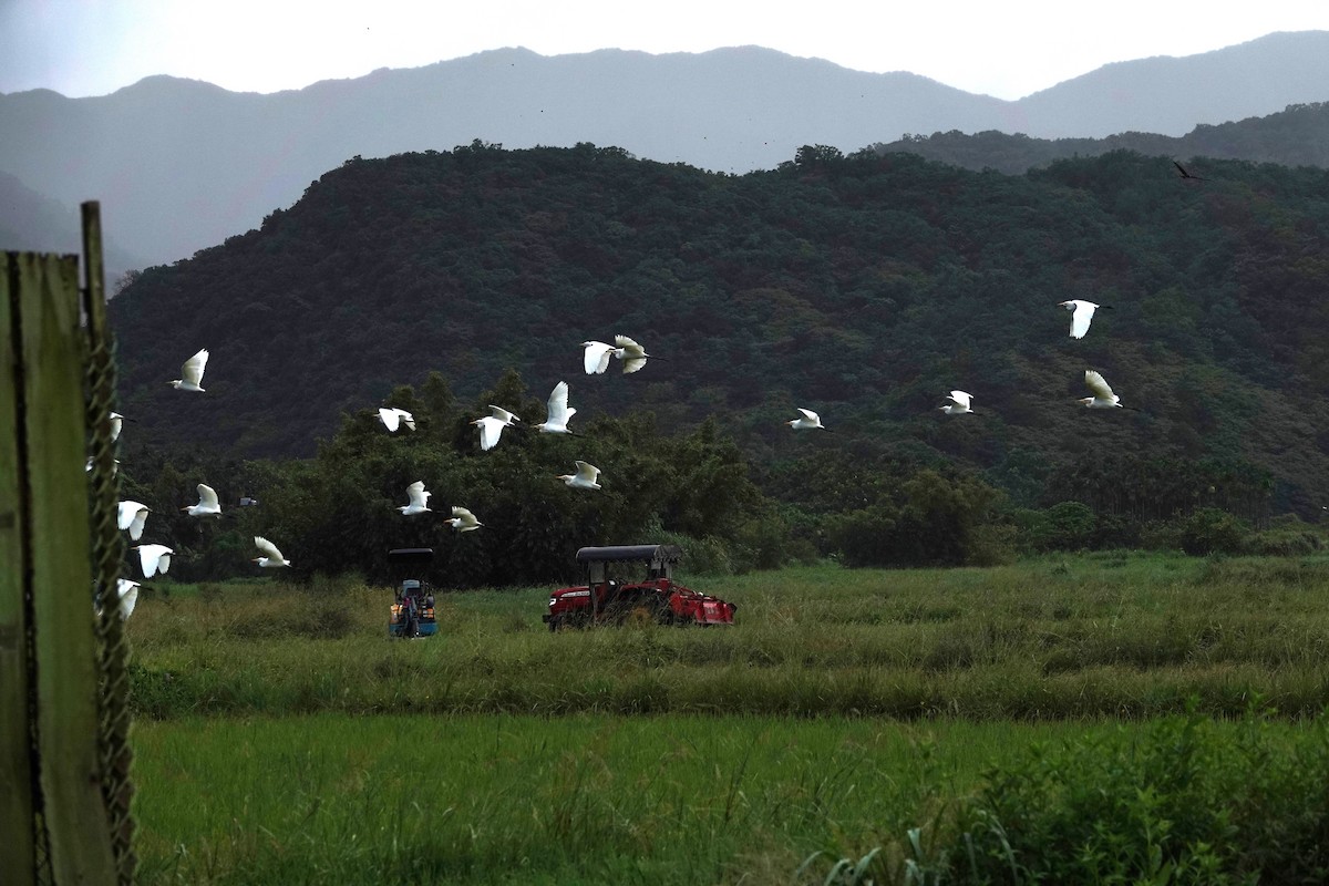 黃頭鷺 - ML642203043