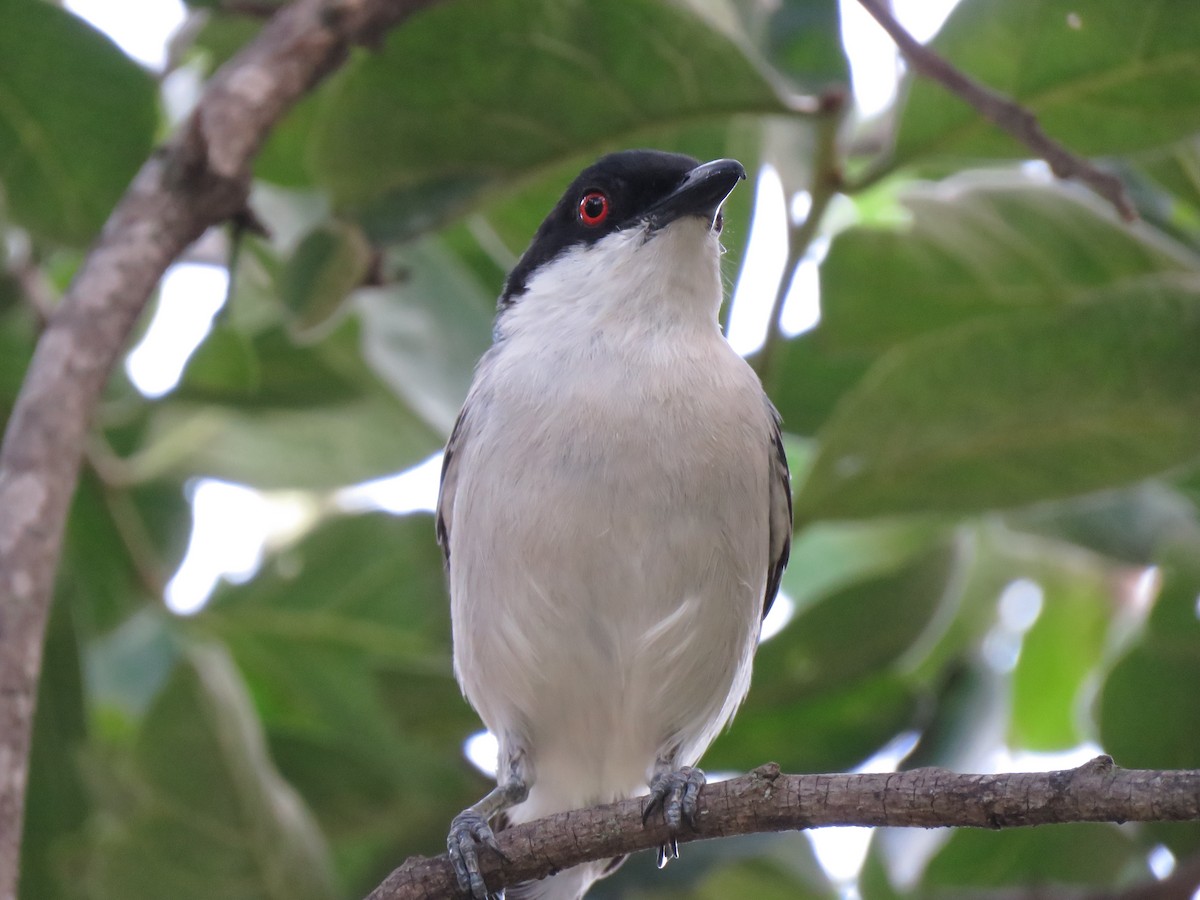Black-backed Puffback - ML642203044