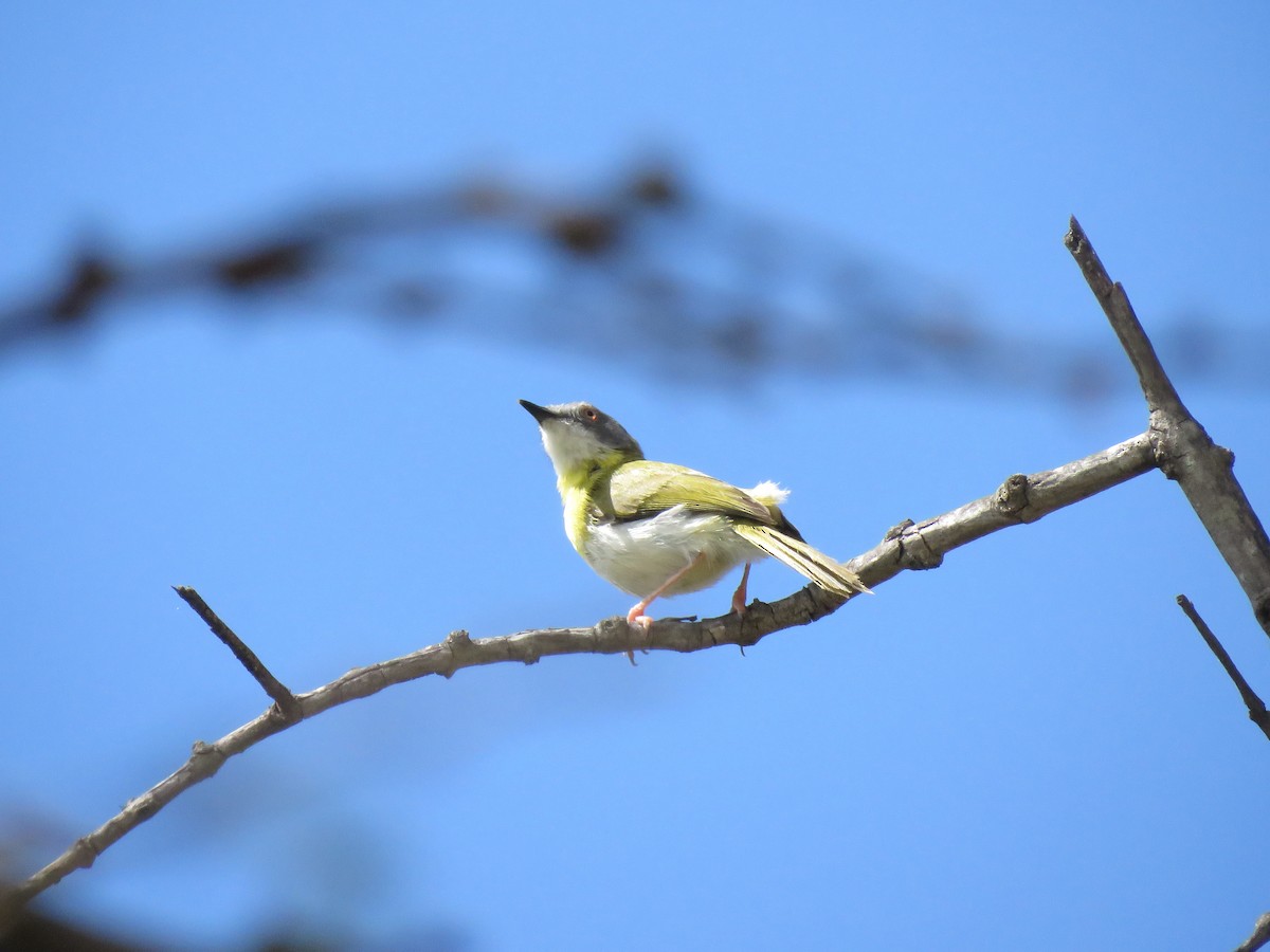 Yellow-breasted Apalis - ML642203046