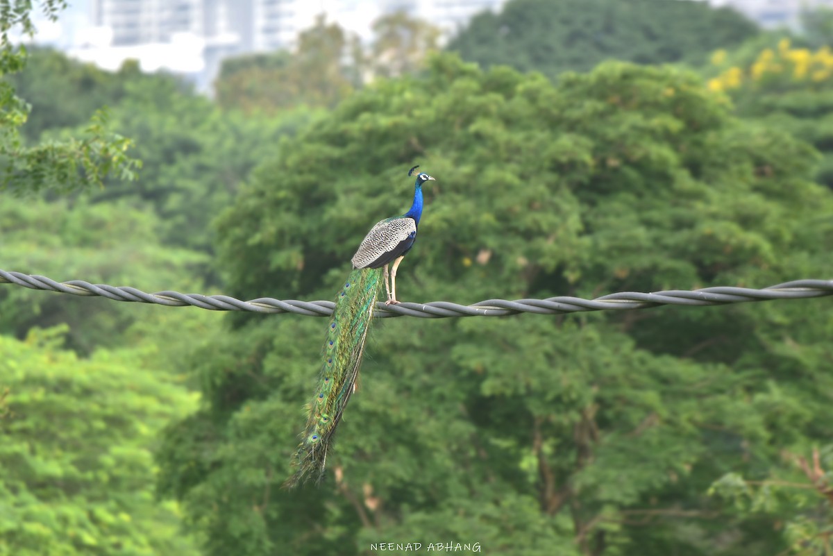 Indian Peafowl - ML642203097