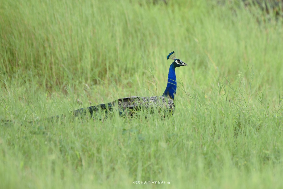 Indian Peafowl - ML642203098