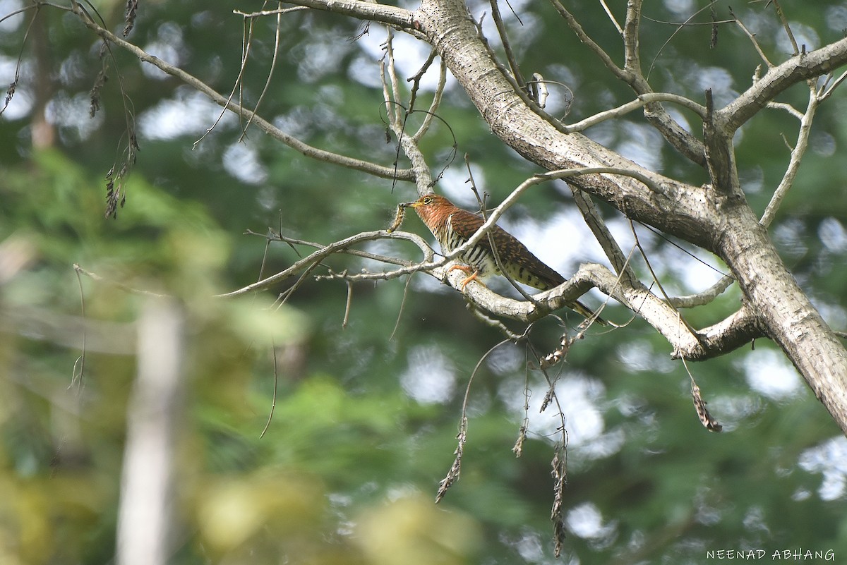 Lesser Cuckoo - ML642203099