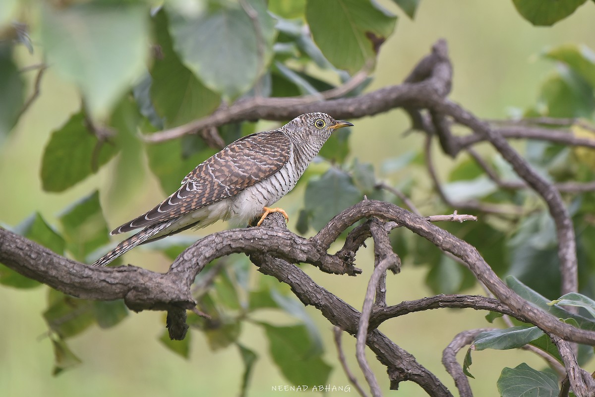 Common Cuckoo - ML642203101