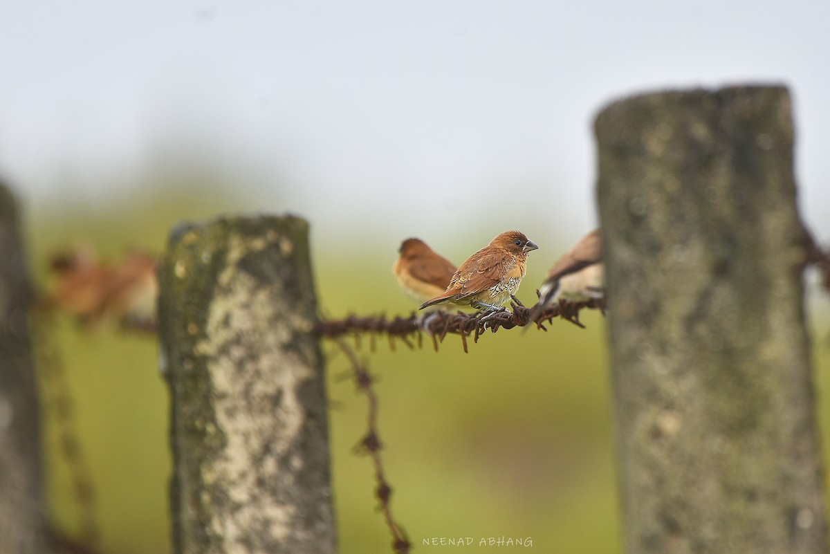 Scaly-breasted Munia - ML642203105