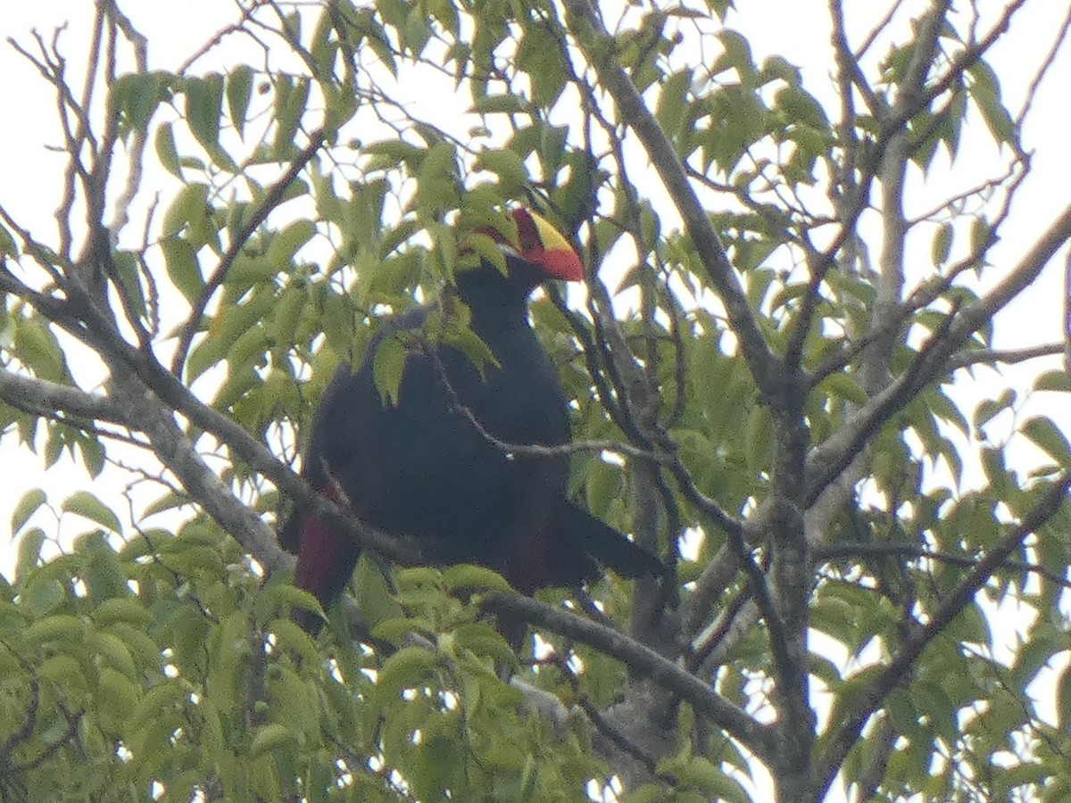 Violet Turaco - ML642203106