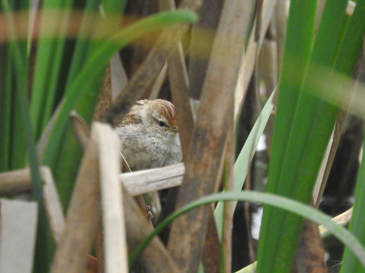 Little Grassbird - ML642203108