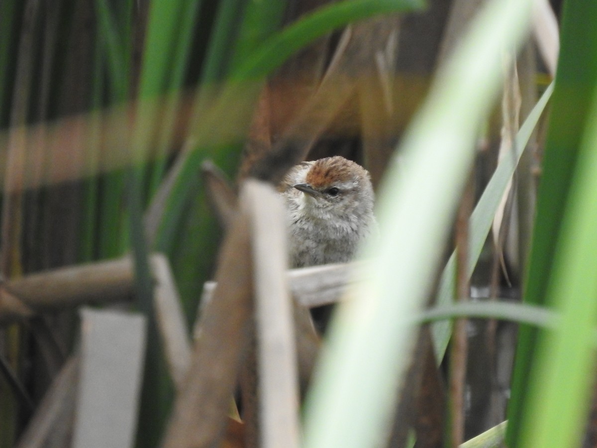 Little Grassbird - ML642203109