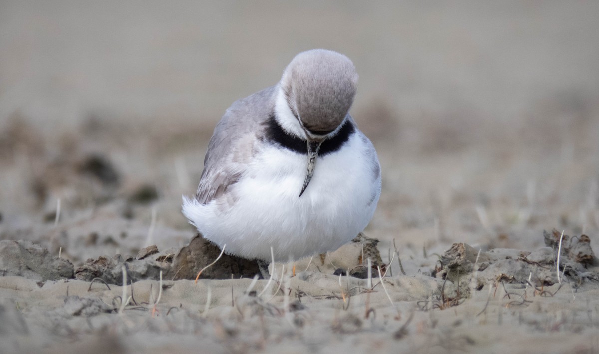Wrybill - ML642203110