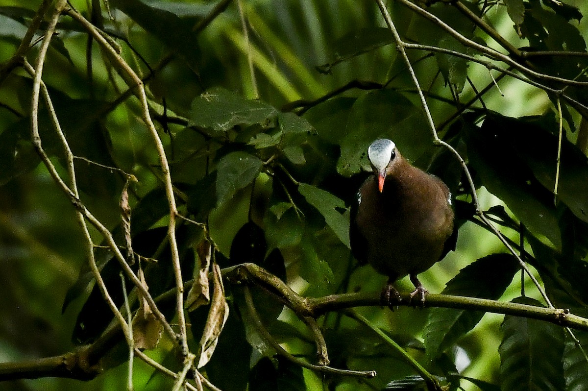 Asian Emerald Dove - ML642203111