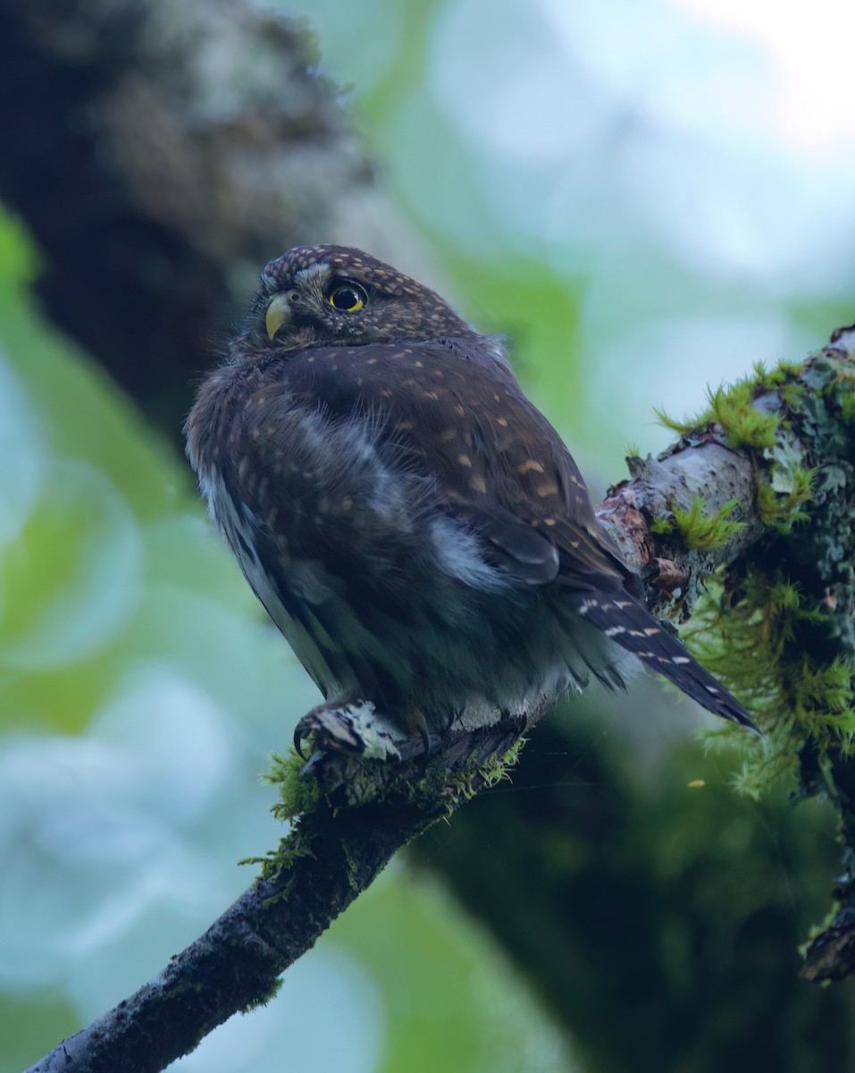 Northern Pygmy-Owl - ML642203121