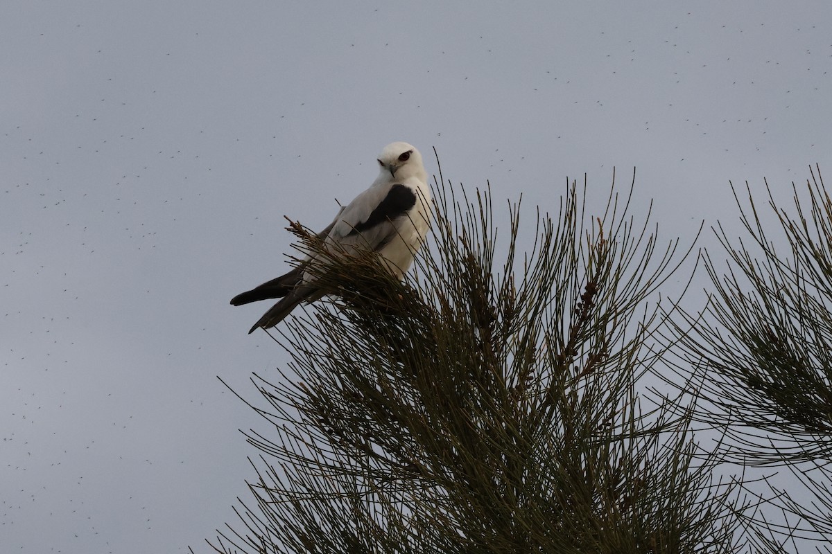 Australienaar - ML642203123