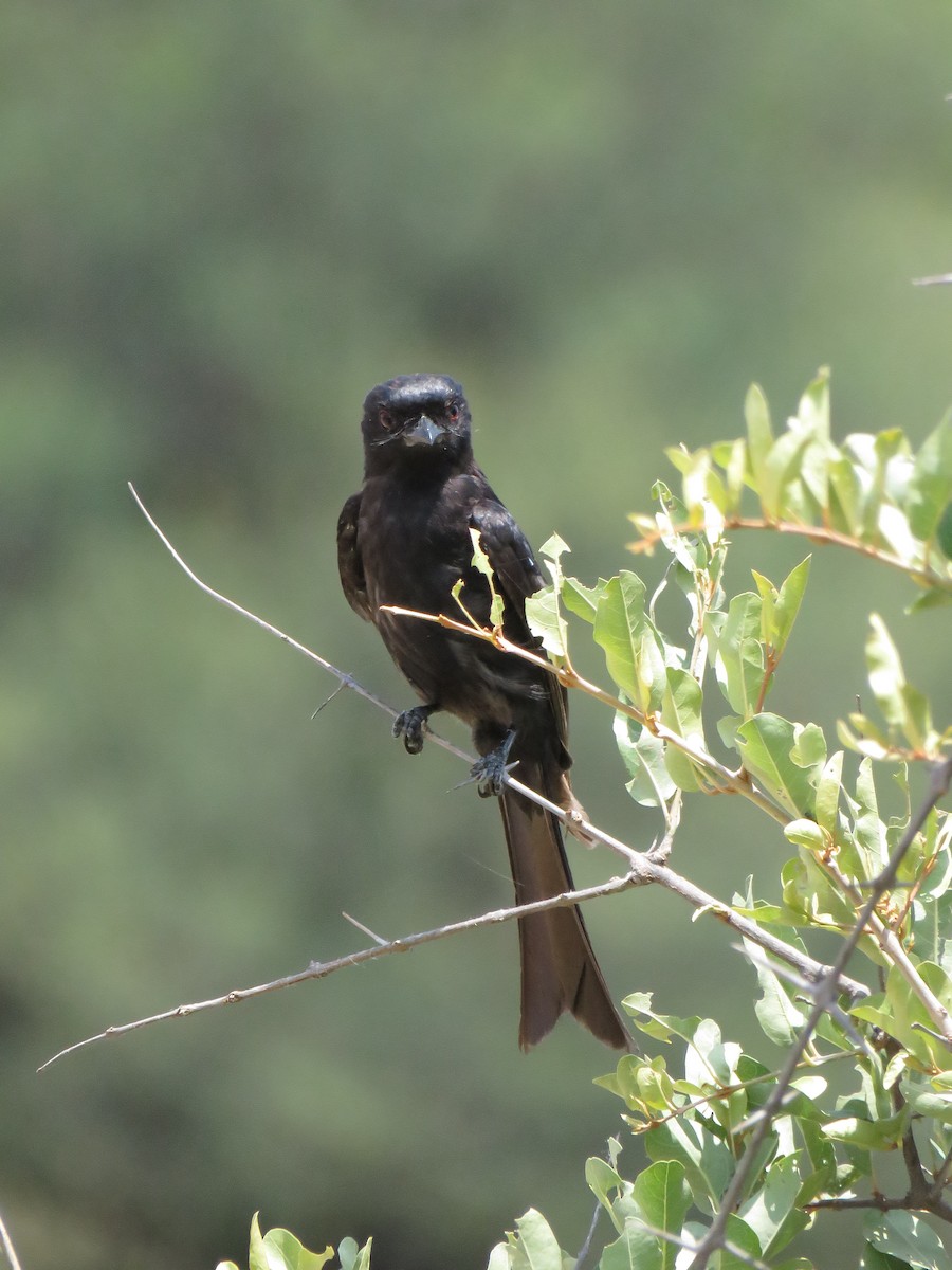 Trauerdrongo - ML642203129