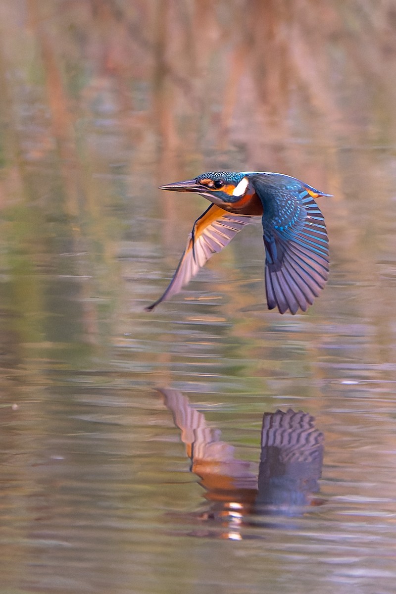 Eisvogel - ML642203132