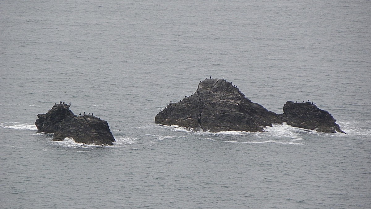 Kormoran (carbo) - ML642203143