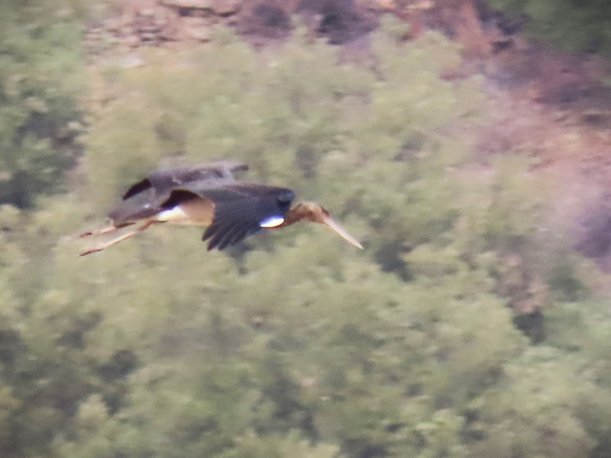 Black Stork - ML642203170