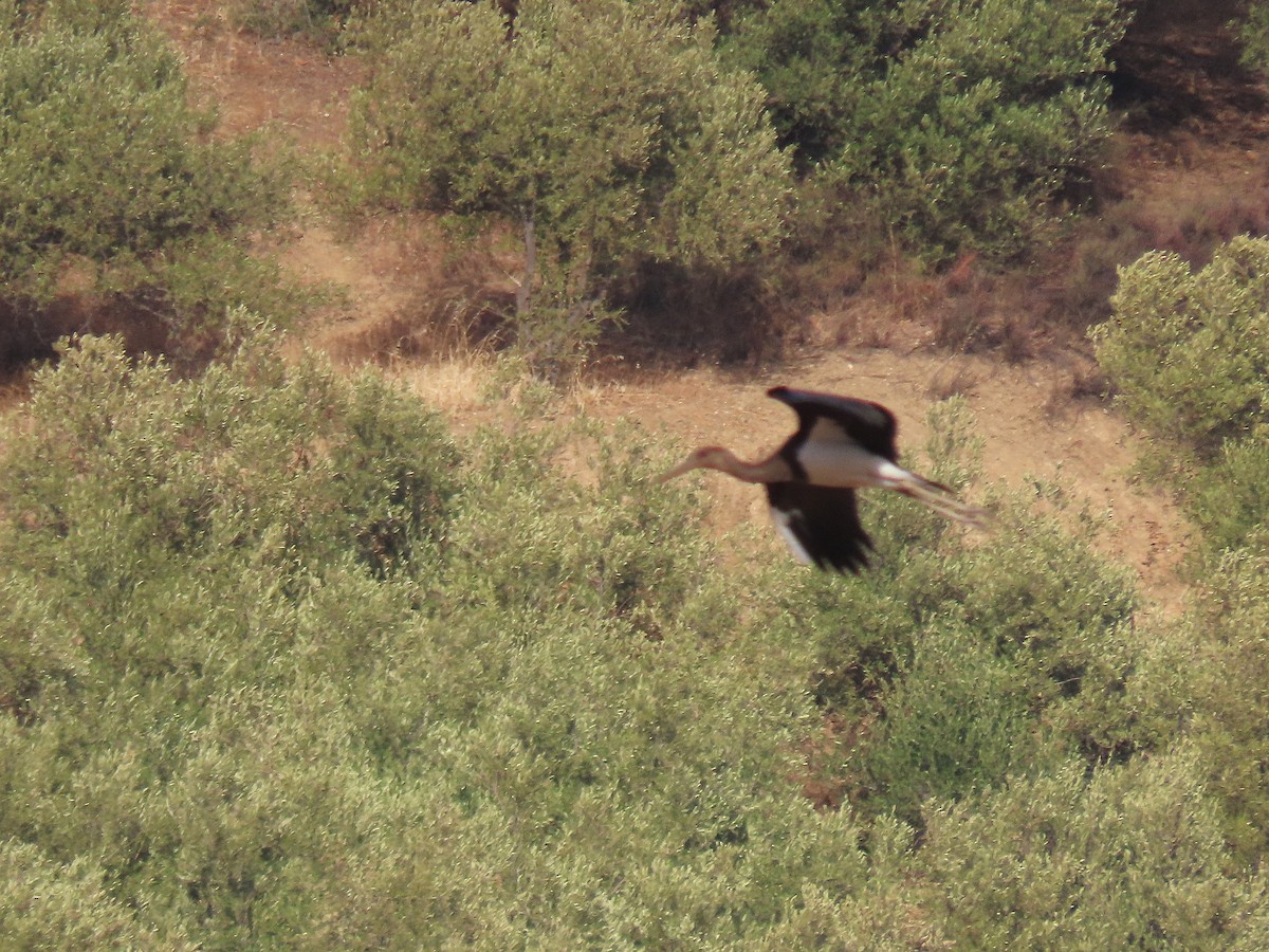 Black Stork - ML642203174